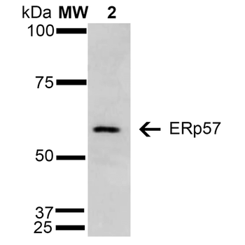 ERp57 Antibody (HRP)