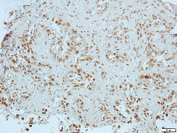 Histone H4 (Acetyl-K8) Rabbit Polyclonal Antibody