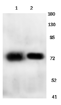 FSHR Rabbit Polyclonal Antibody