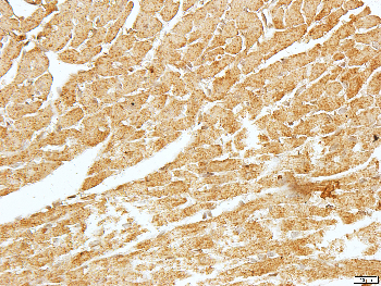 FSHR Rabbit Polyclonal Antibody