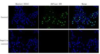 EdU Cell Proliferation Image Kit (Green Fluorescence)