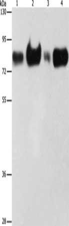 ACSL4 Antibody