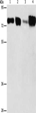 ACSL4 Antibody