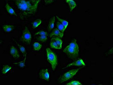 AKAP17A Antibody