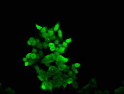AKAP17A Antibody