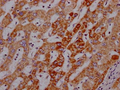 ANGPT2 Antibody