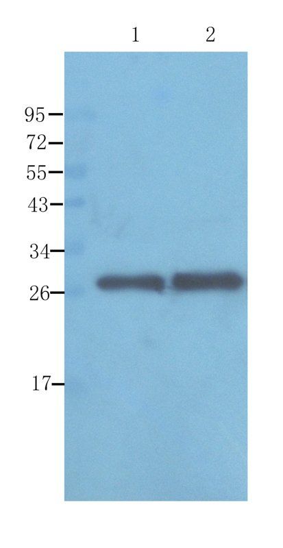 Apolipoprotein E Rabbit Polyclonal Antibody