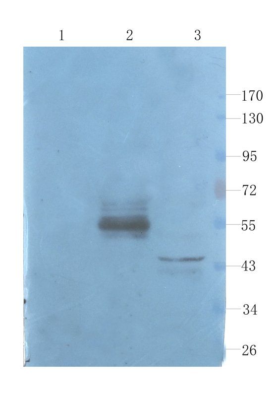 Apolipoprotein E Rabbit Polyclonal Antibody