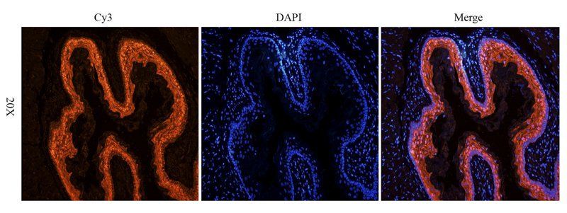 BMP2 Rabbit Polyclonal Antibody