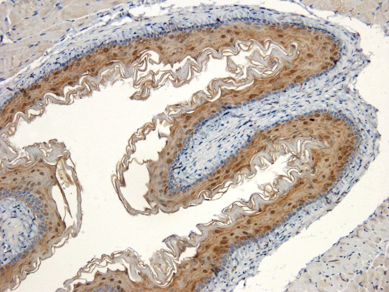 BMP2 Rabbit Polyclonal Antibody