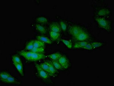 BMP2 Antibody
