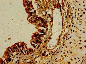 CYP1A1 Antibody
