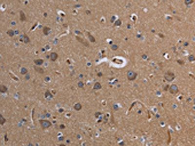 CYP3A4 Antibody