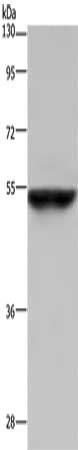 CYP3A4 Antibody