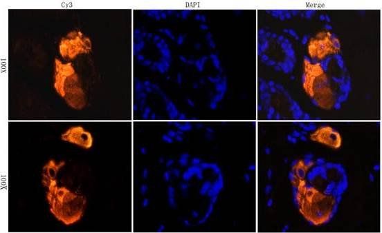 CD206 Rabbit Polyclonal Antibody