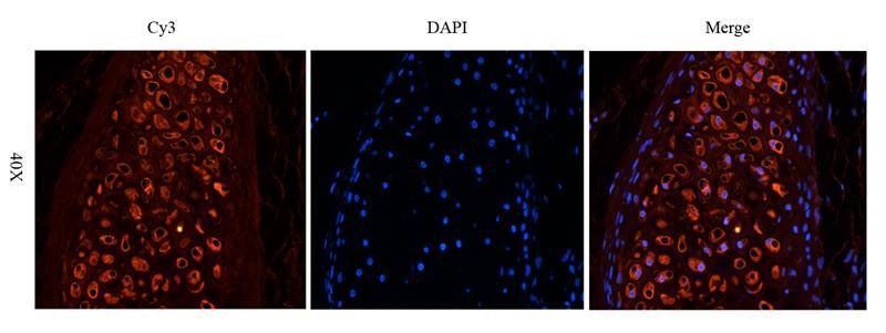 CD28 Rabbit Polyclonal Antibody