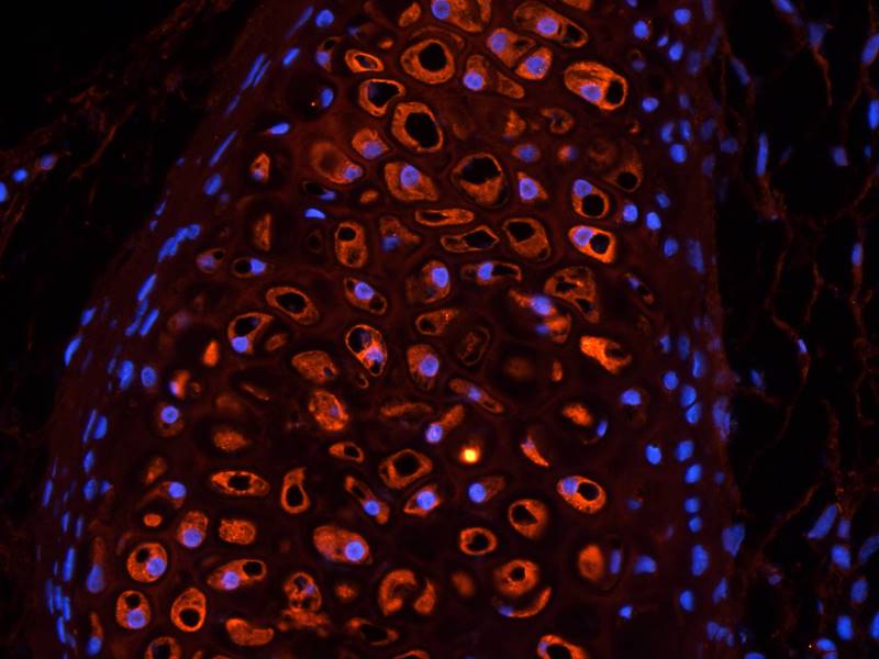 CD28 Rabbit Polyclonal Antibody