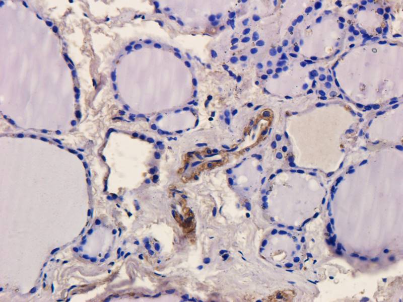 CD28 Rabbit Polyclonal Antibody