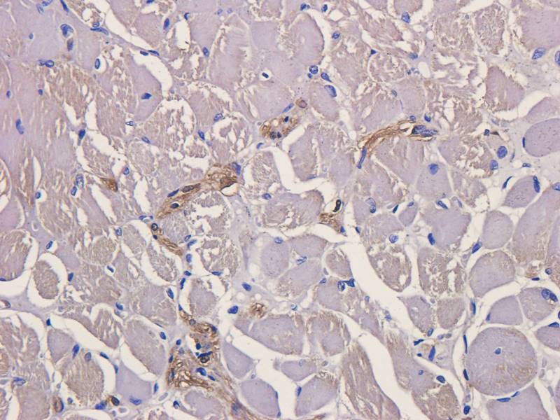 CD28 Rabbit Polyclonal Antibody