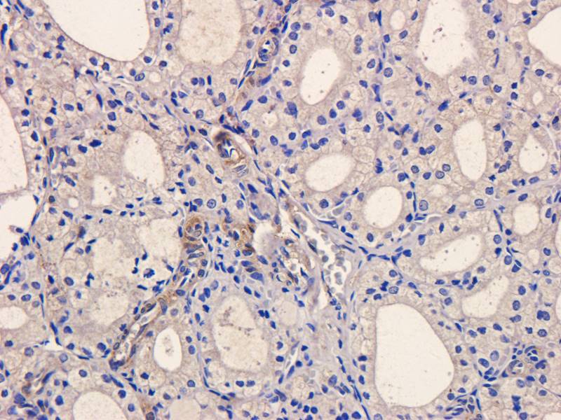 CD28 Rabbit Polyclonal Antibody