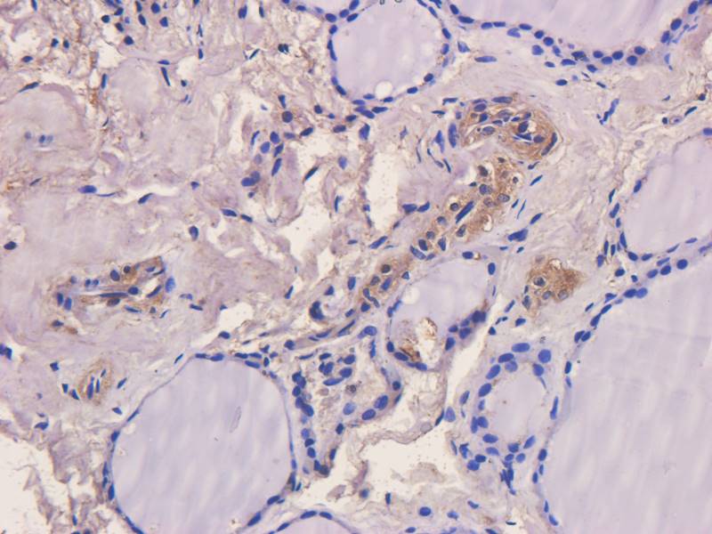 CD28 Rabbit Polyclonal Antibody
