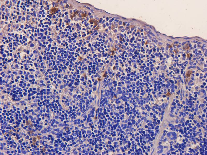 CD28 Rabbit Polyclonal Antibody