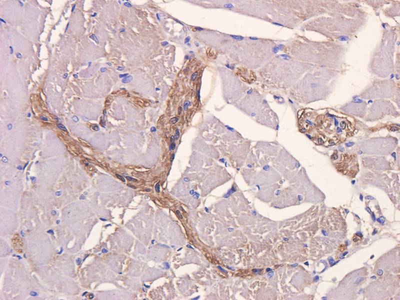 CD28 Rabbit Polyclonal Antibody
