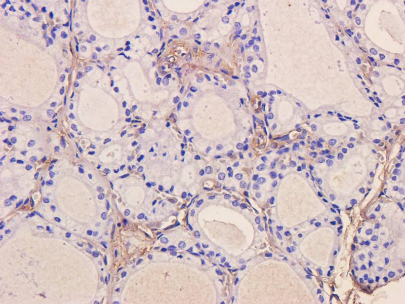 CD28 Rabbit Polyclonal Antibody