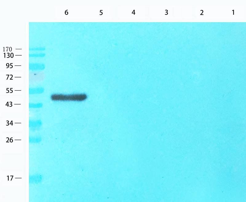 CD28 Rabbit Polyclonal Antibody