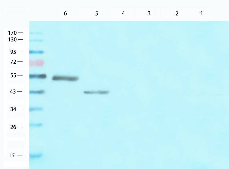 CD28 Rabbit Polyclonal Antibody