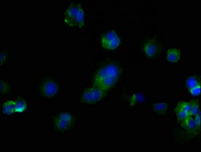 CD44 Antibody