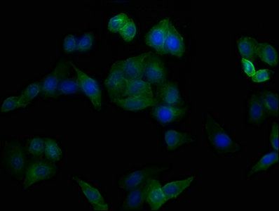 CD44 Antibody