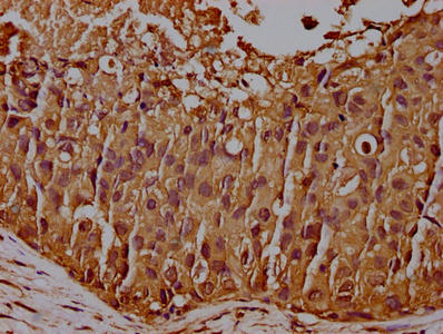 CD44 Antibody