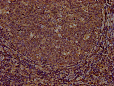 CD44 Antibody