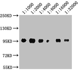 CD44 Antibody