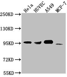 CD44 Antibody