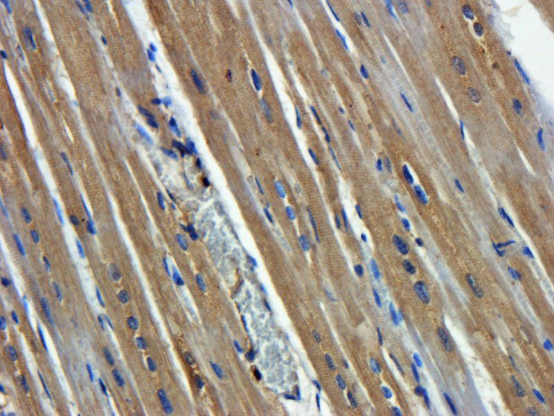 CD44 Rabbit Polyclonal Antibody