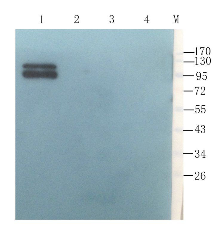 CD44 Rabbit Polyclonal Antibody