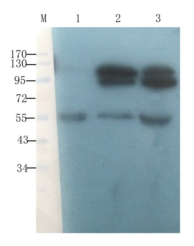 CD44 Rabbit Polyclonal Antibody