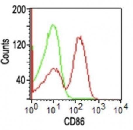CD86 Antibody