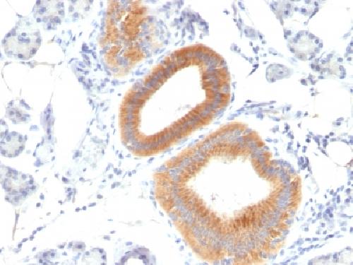 CD86 Antibody