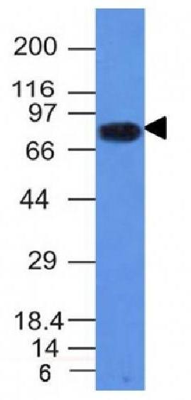 CD86 Antibody
