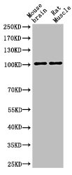NOTCH1 Antibody