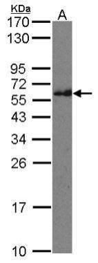 CMG1 Rabbit Polyclonal Antibody