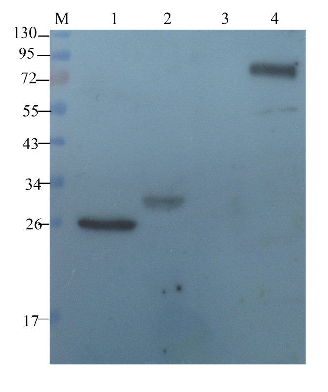 Endothelin 1 Rabbit Polyclonal Antibody