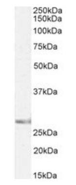 SIAH1, Biotinylated Antibody