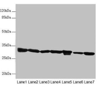 ECHS1 Antibody