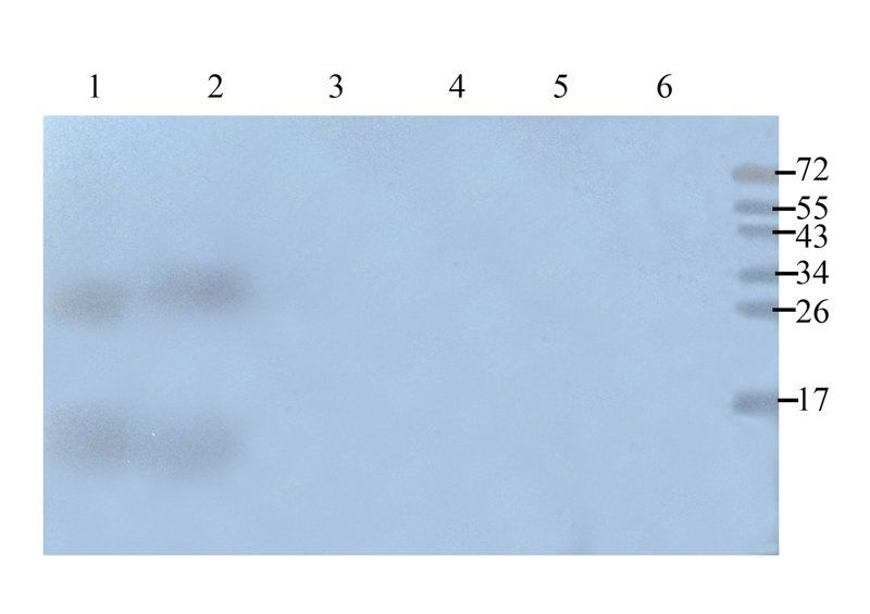 Emp1 Rabbit Polyclonal Antibody