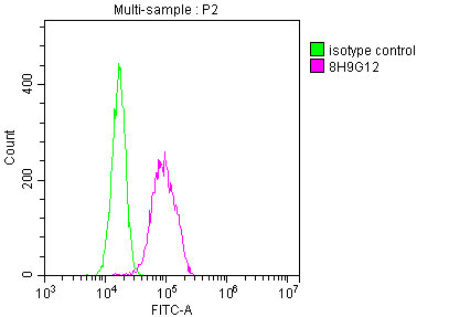 ENO1 Antibody