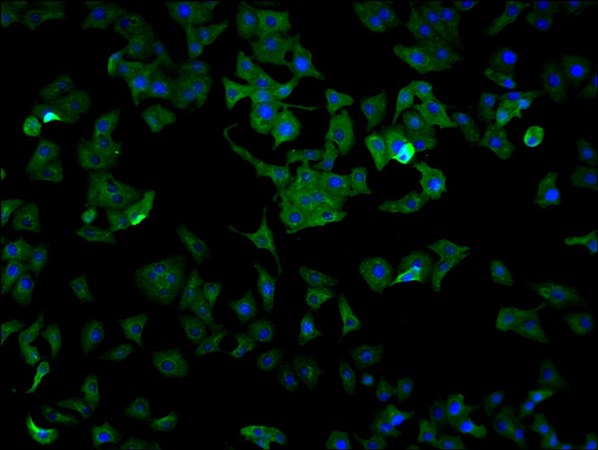 ENO1 Antibody